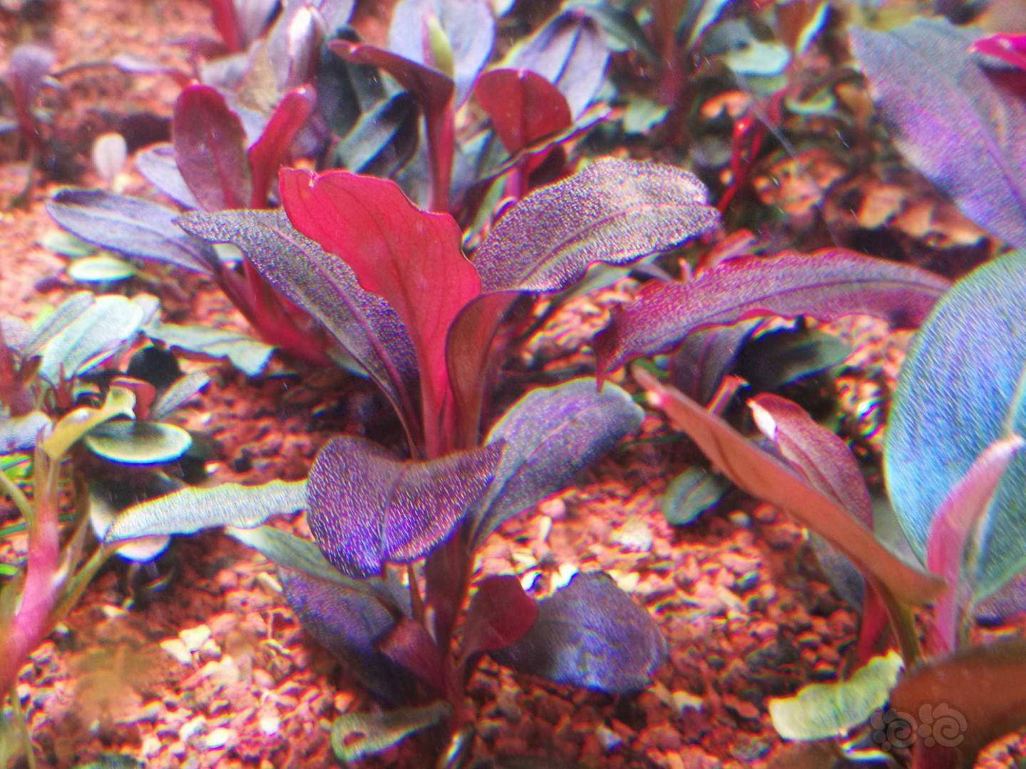 黑毛藻克星35天疗程终于结束了