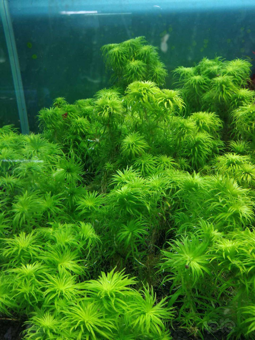 水草套餐水草510份88元一份包邮