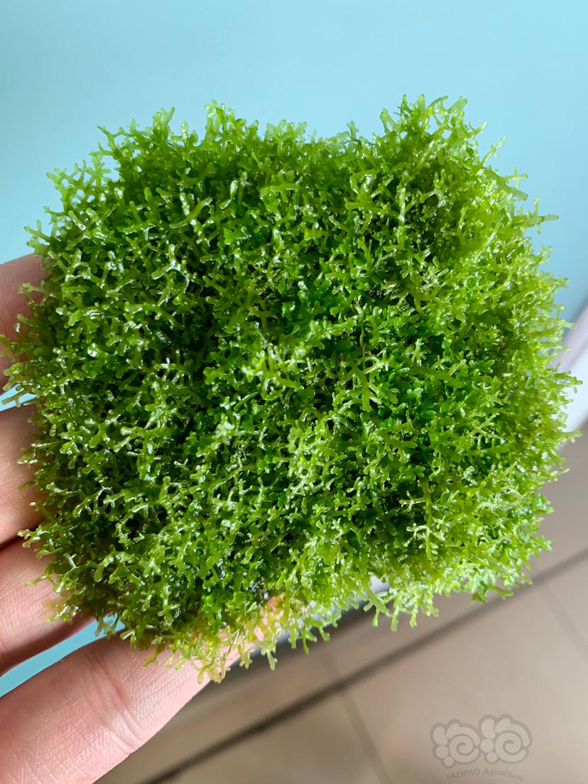 【水草】2021-1-18#RMB拍卖珊瑚莫斯一份顺丰包邮无虫无藻-图3