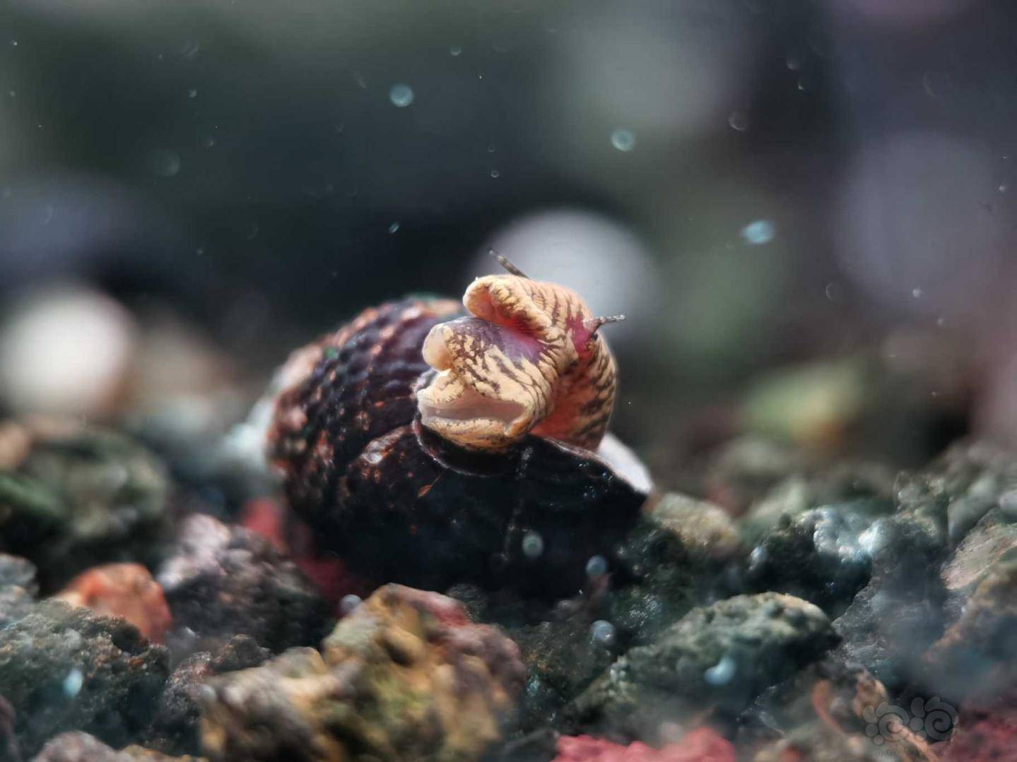 新补迷你虎纹兔螺-图1