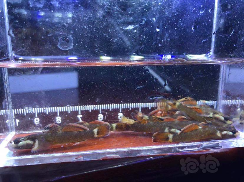 【热带鱼】新红吻虾虎，可批发-图1