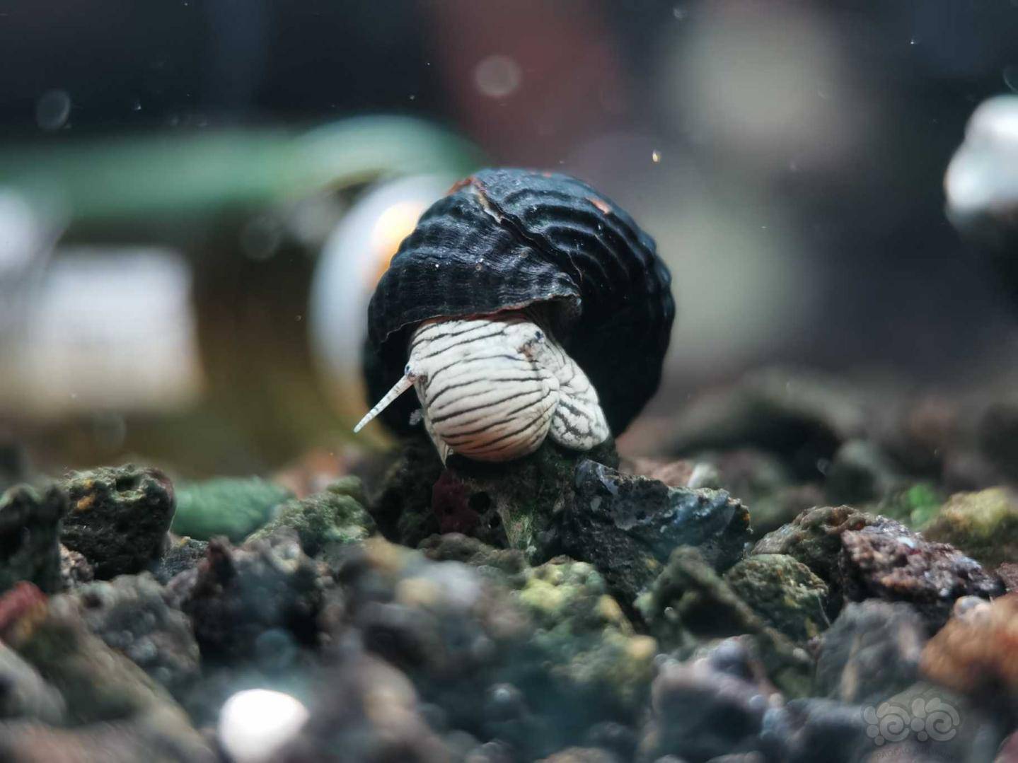 新补迷你虎纹兔螺