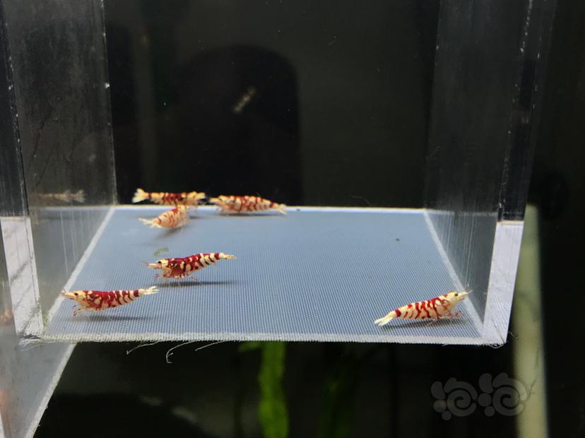 【虾】2021-01-14#RMB拍卖太极红花虎5公-图6