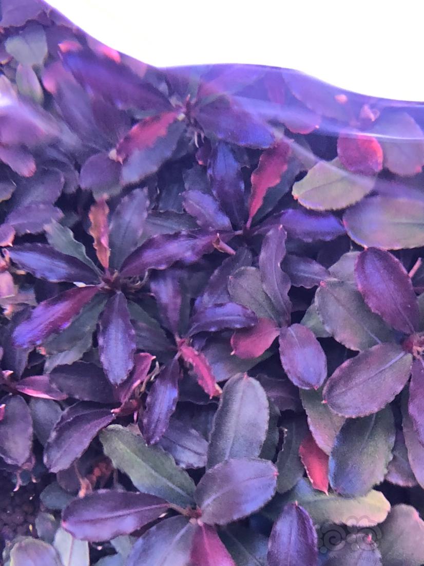椒榕～长叶紫-图1