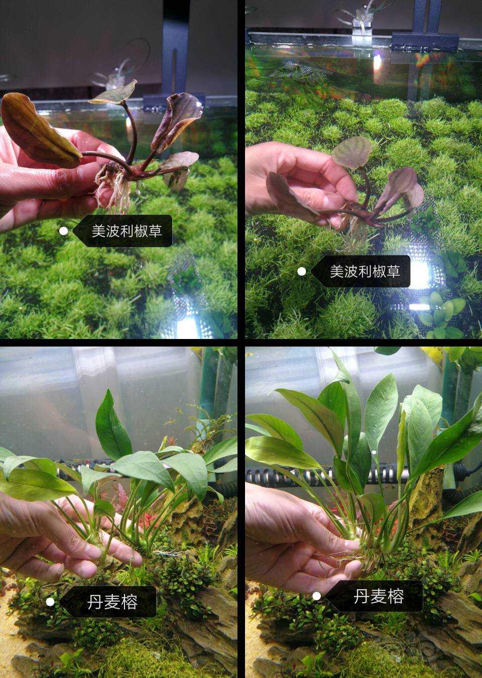 【水草】长期出售水下叶水草，造景素材-图5