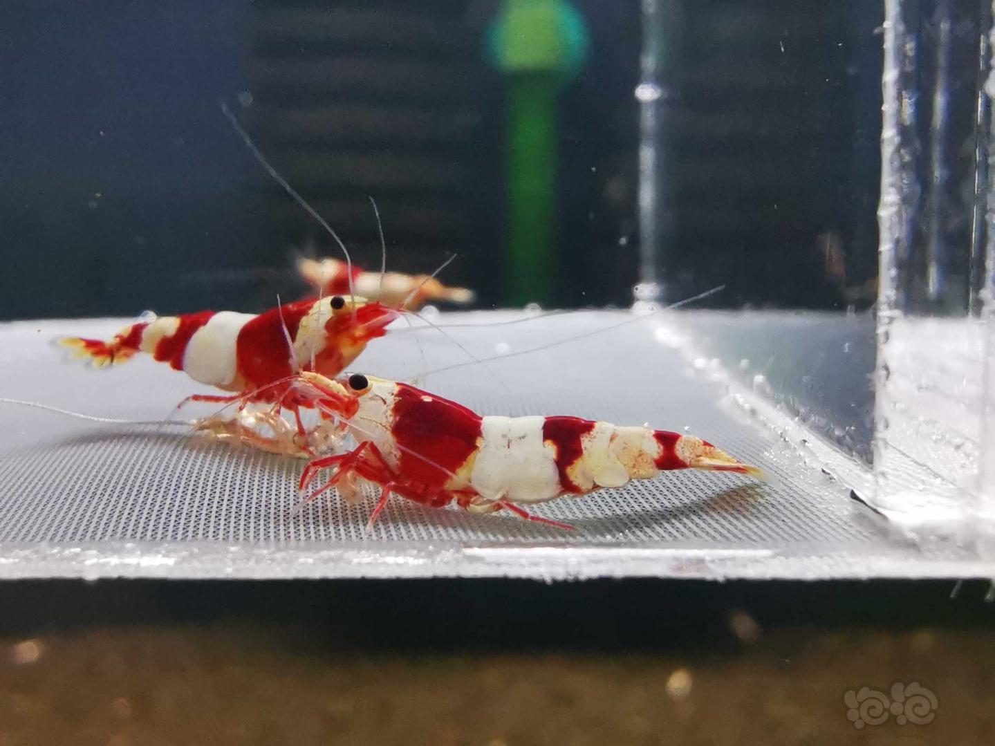 【虾】2021-01-19#RMB拍卖红白水晶虾3只-图5