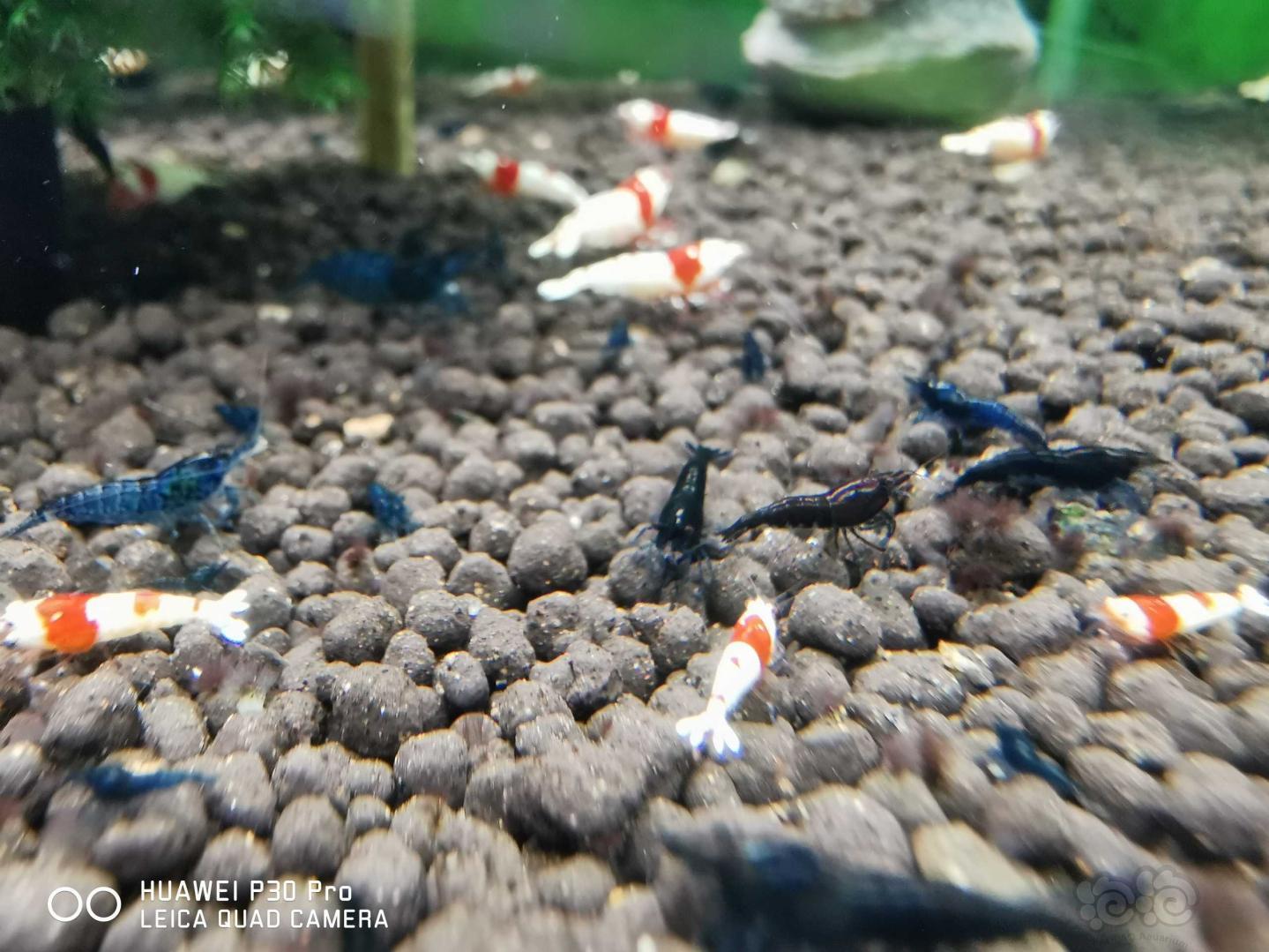 蓝宝石虾下一代颜色变深咖色，是退化了还是变异了？-图3