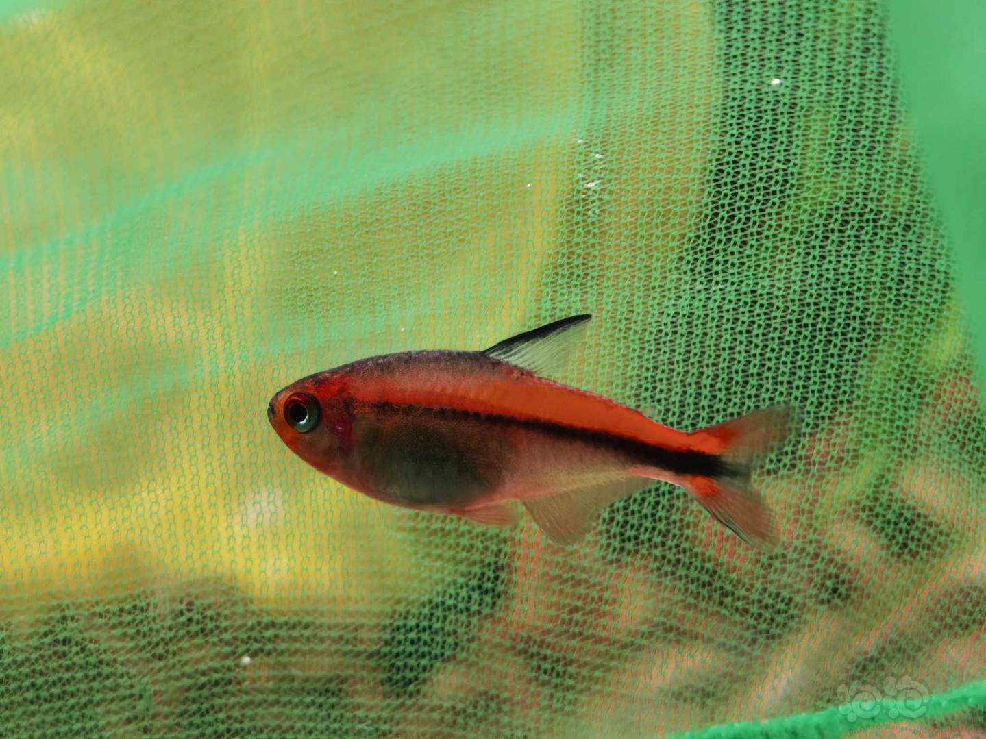 其它红火蚁魔鬼灯鱼