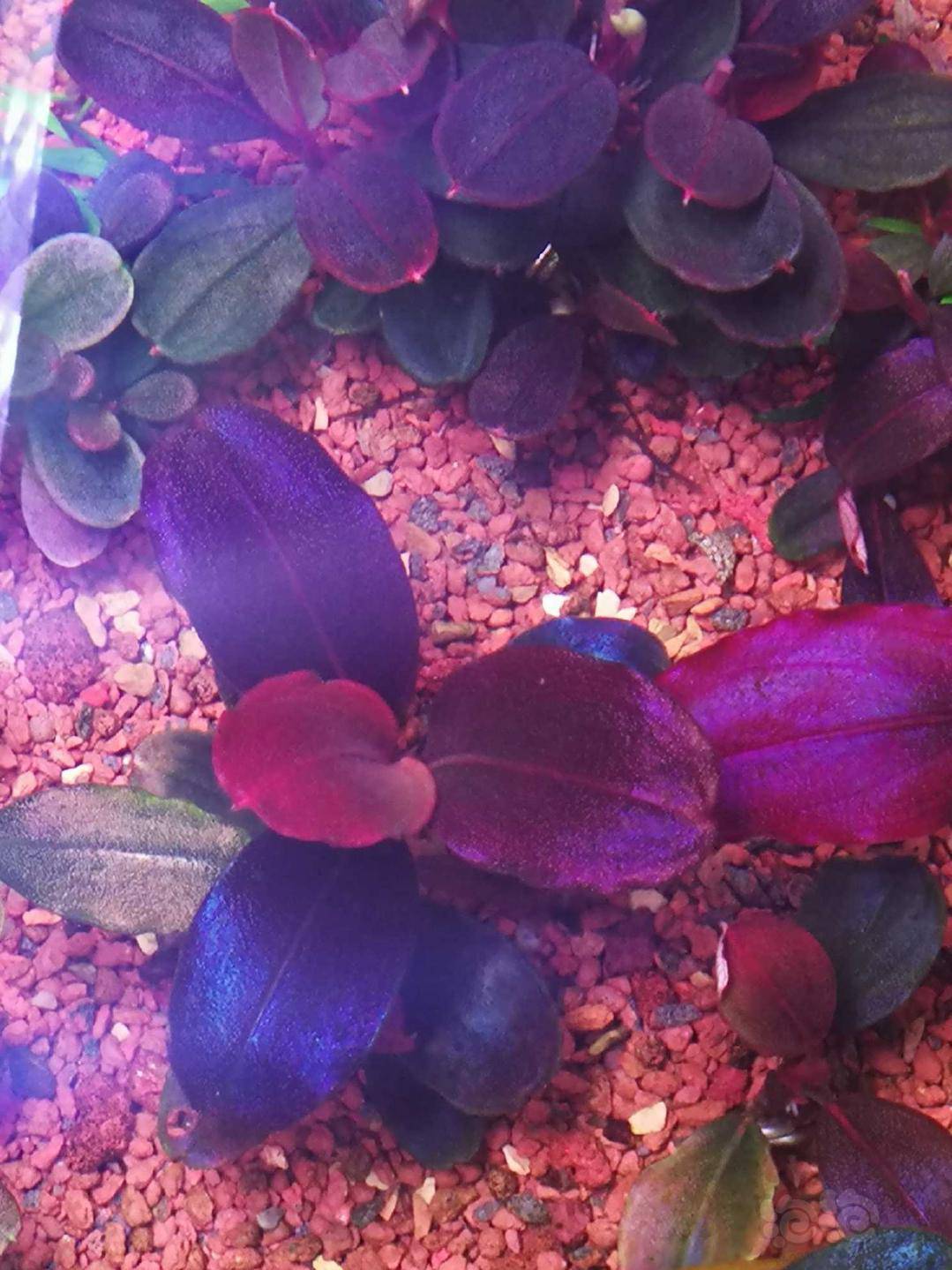 黑毛藻克星35天疗程终于结束了