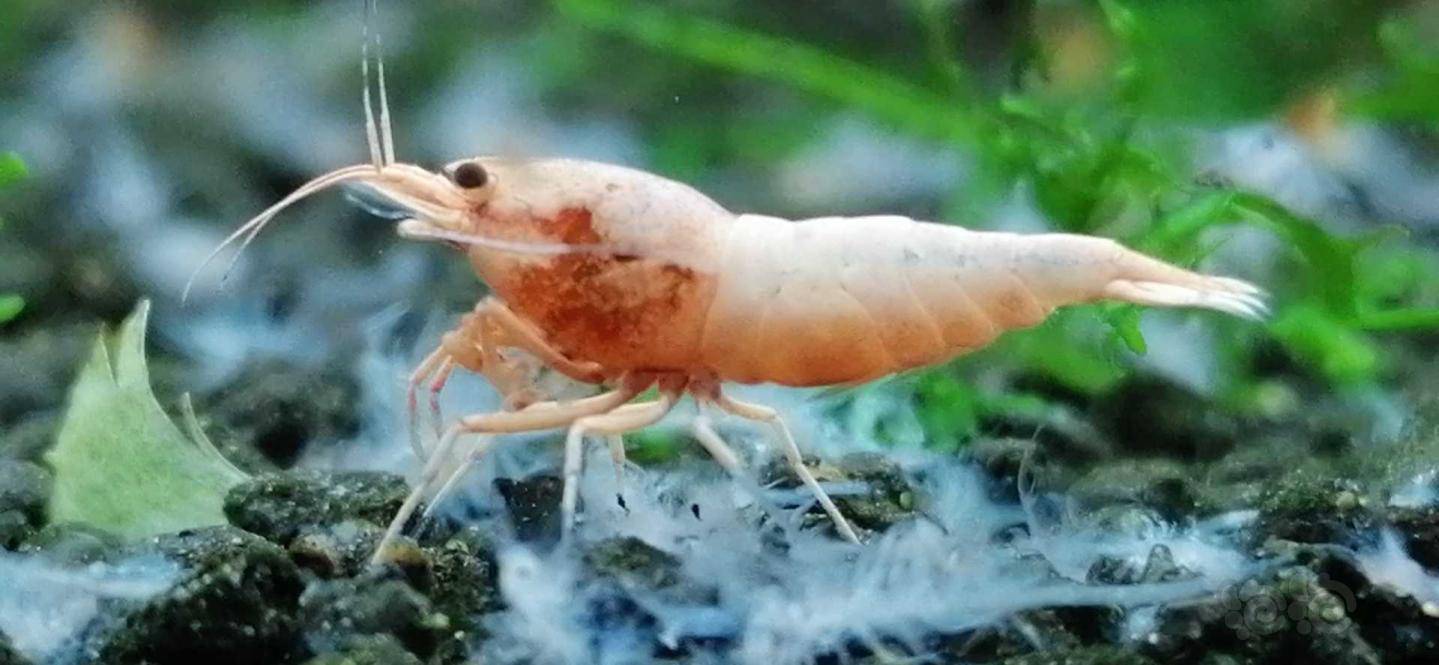 水晶虾 白金虾一只.