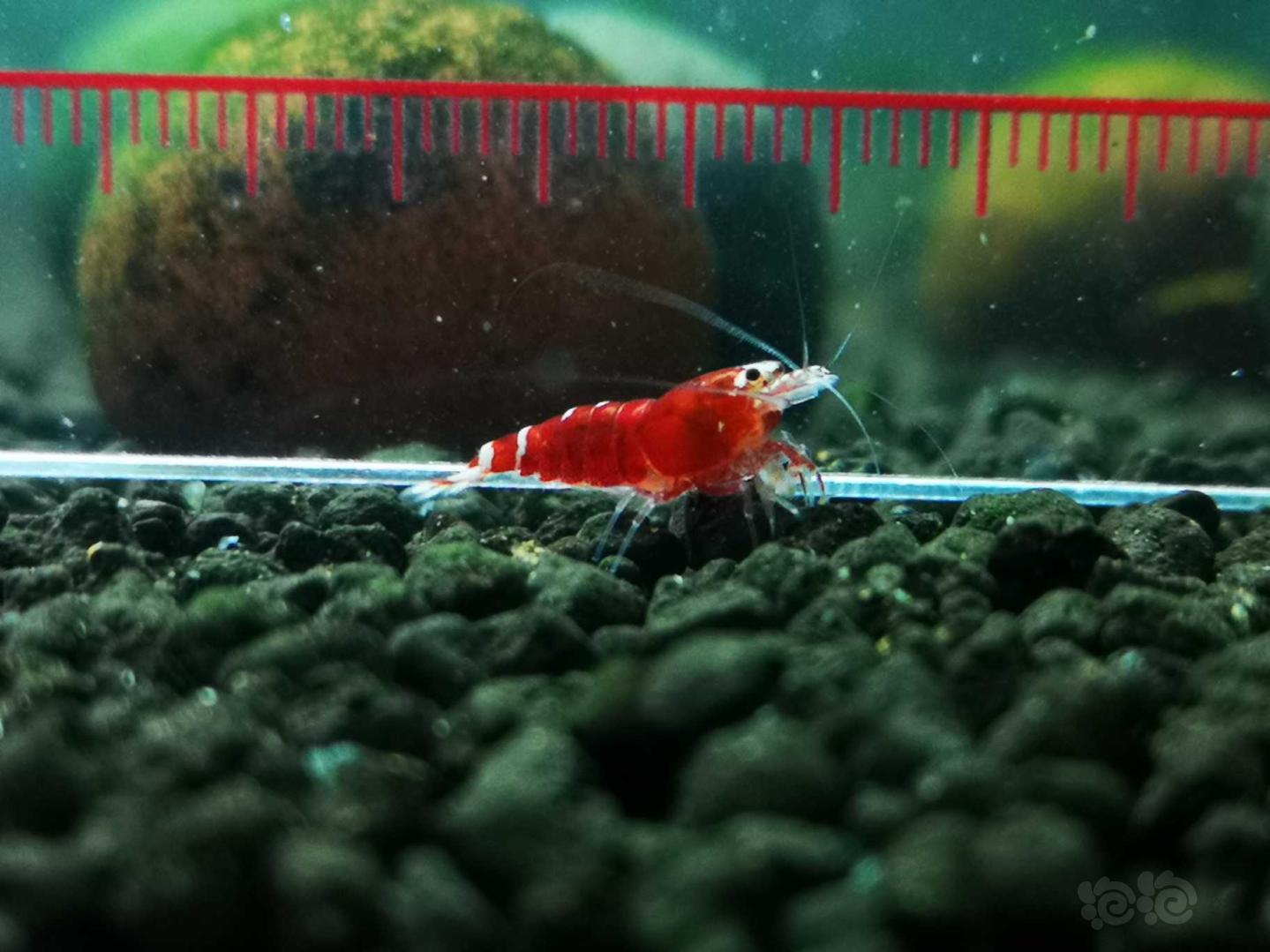 【虾】2021-01-27 # RMB 拍卖玫瑰金幼虾-图7