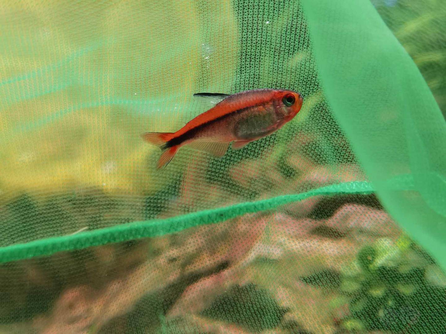 其它红火蚁魔鬼灯鱼