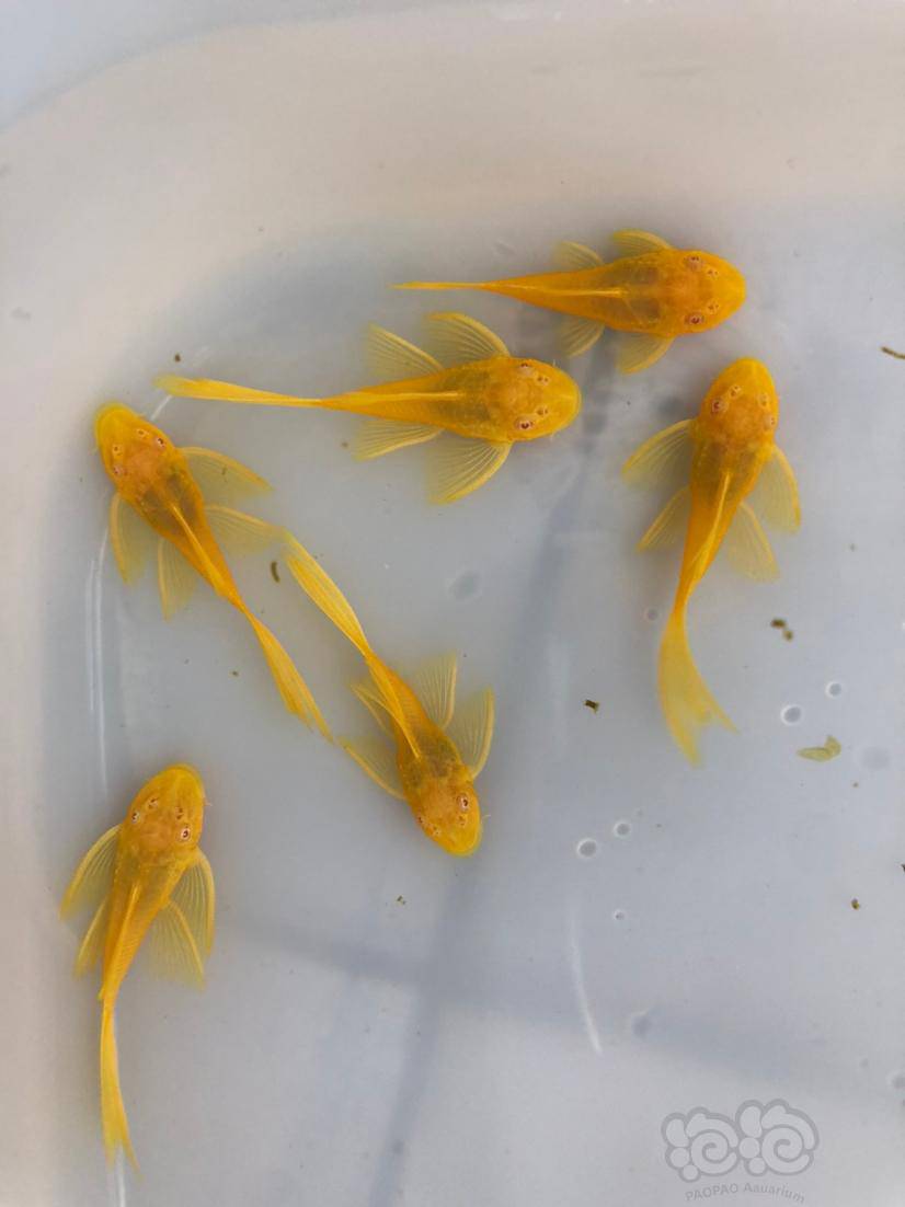 热带鱼出黄化直升机24k黄金大帆