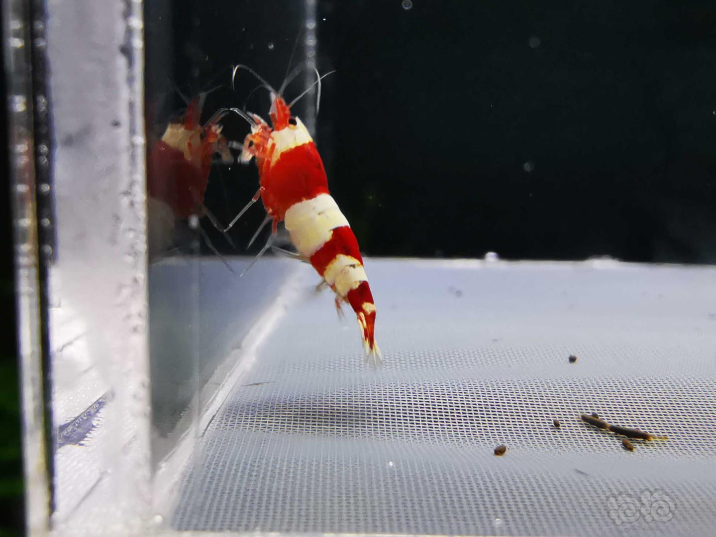 【虾】2021-01-21RMB拍卖#红白水晶虾一份3只-图4
