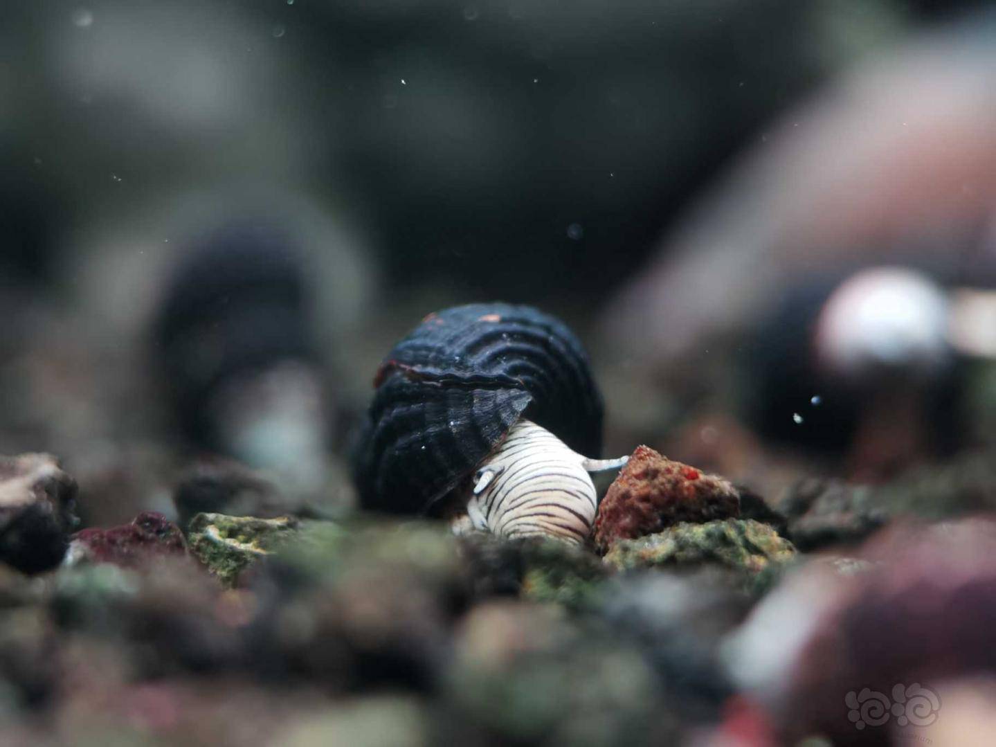 新补迷你虎纹兔螺