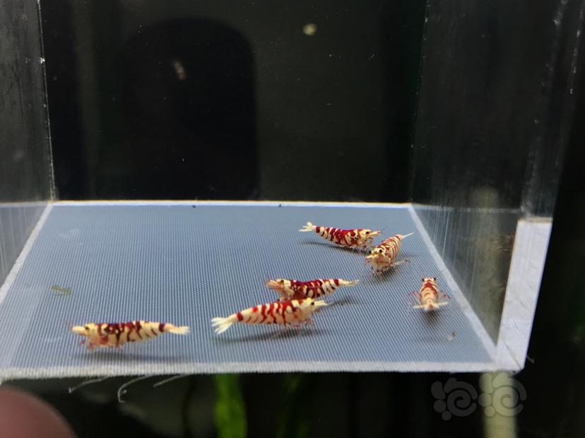 【虾】2021-01-14#RMB拍卖太极红花虎5公-图4