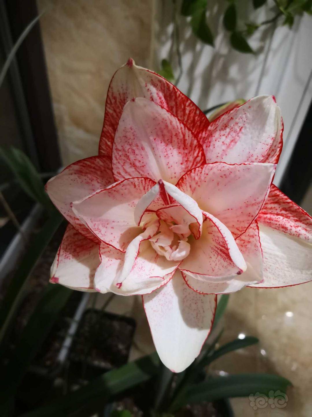 【盆栽】朱顶红(条纹黛丝)