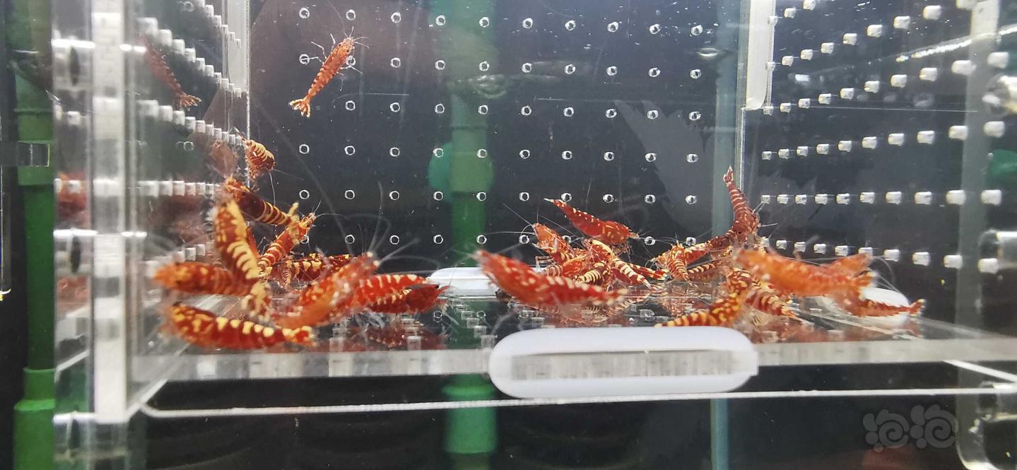 【虾】2021－1－23#RMB拍卖红银河40只-图5