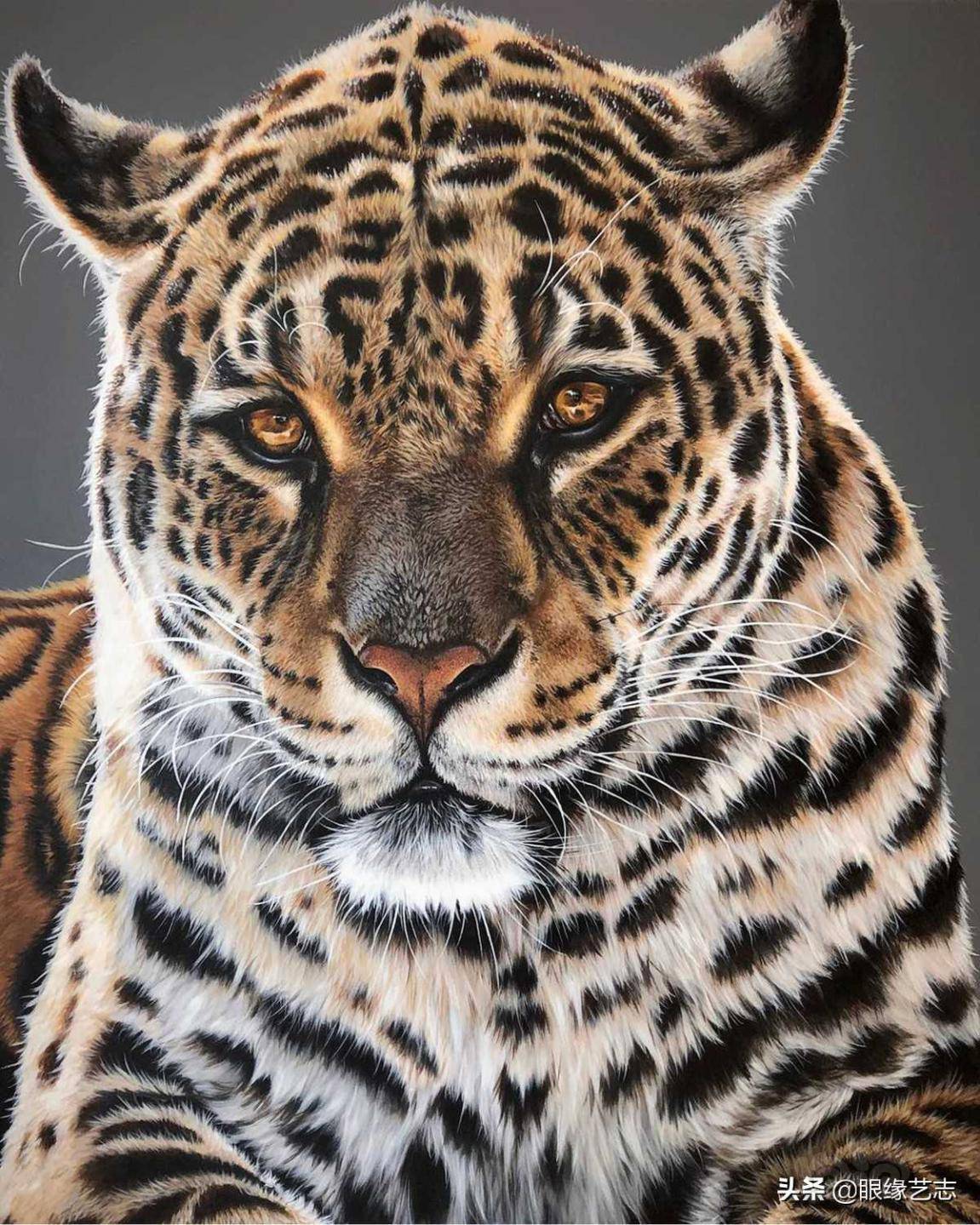 野性超写实:回归原生之态,凝视狂野的动物肖像画