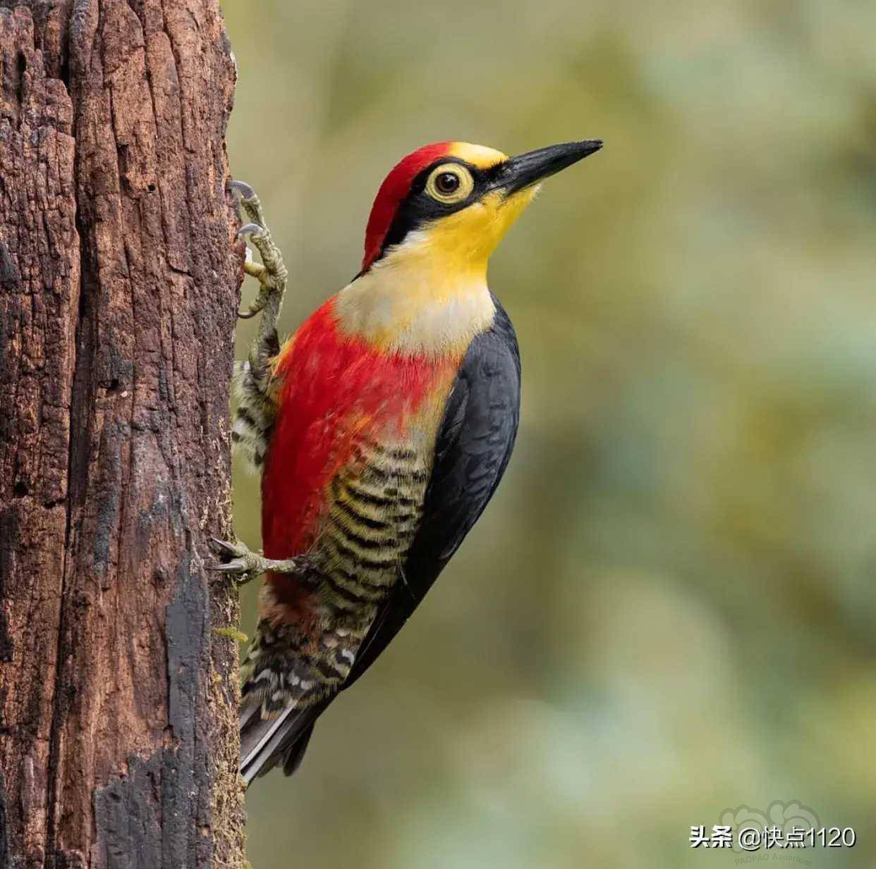 动物世界黄额啄木鸟