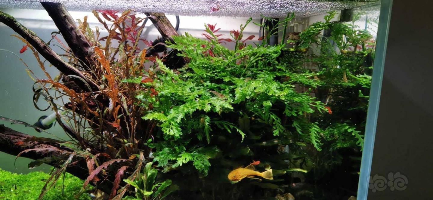 这状态除了晒也就是换水加肥 泡泡水族