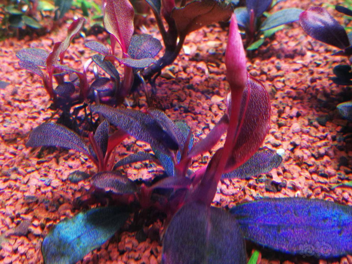 黑毛藻克星35天疗程终于结束了