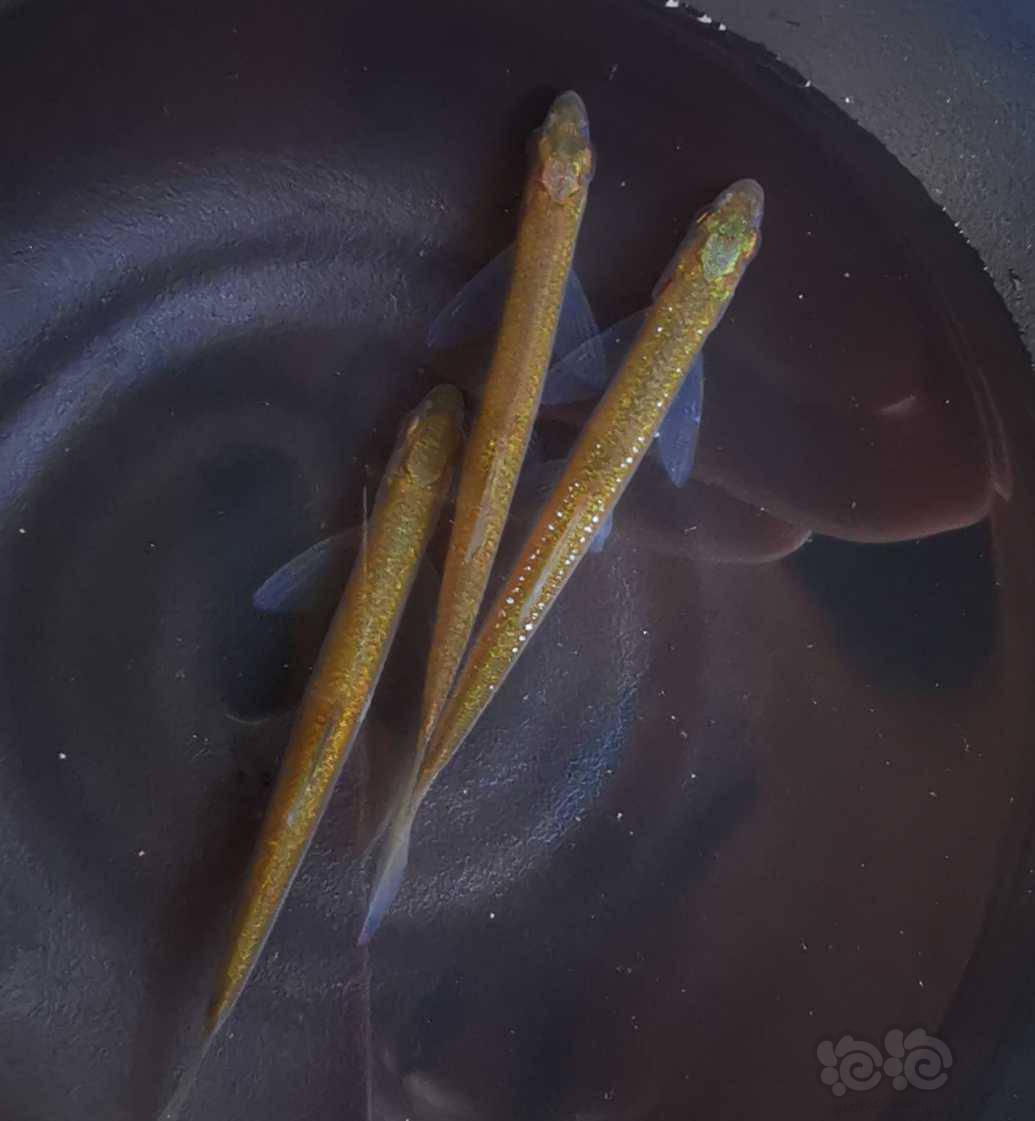 期待已久的变异餐条收集之路