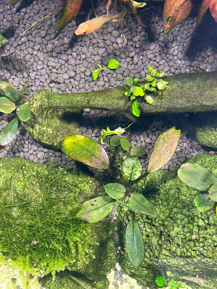 求助辣椒榕叶子上面长藻了请问这些是什么藻怎么处理