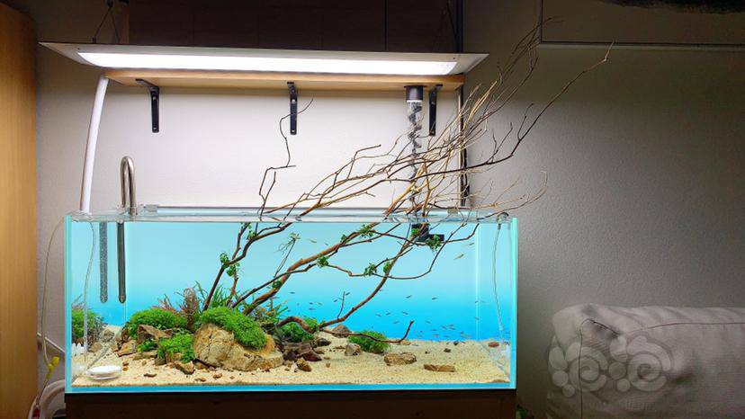 90矮缸造景完成