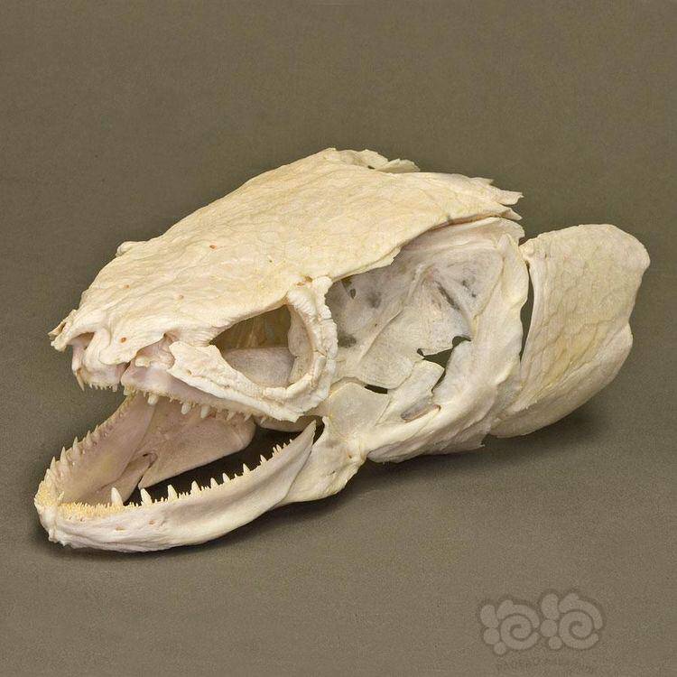 雷龙混圆的身体尖尖的牙