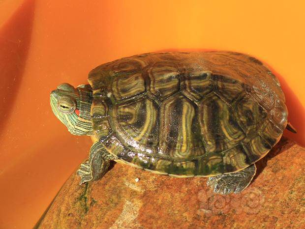爱龟爱鱼小百科:著名观赏龟:巴西龟的自我介绍