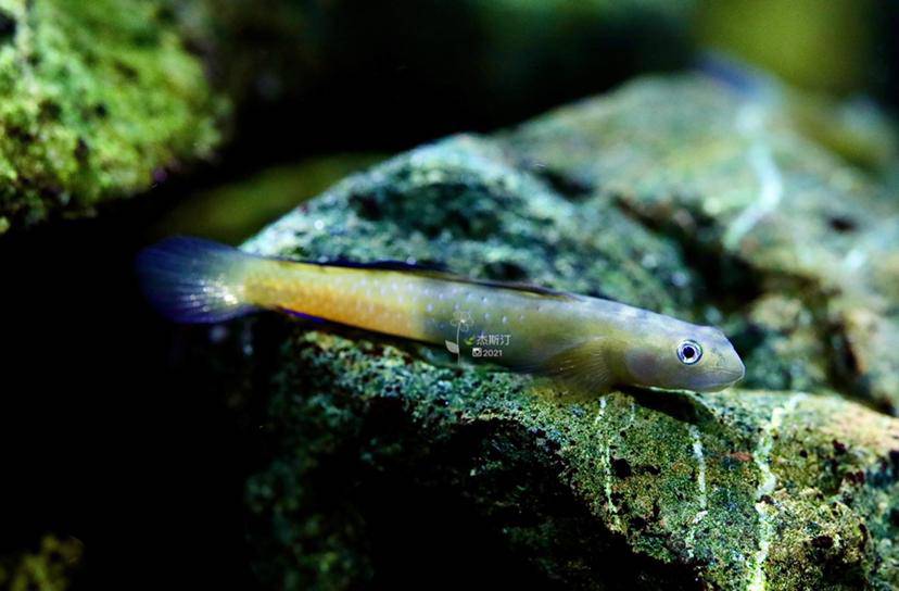 菲律宾宿务黄瓜虾虎