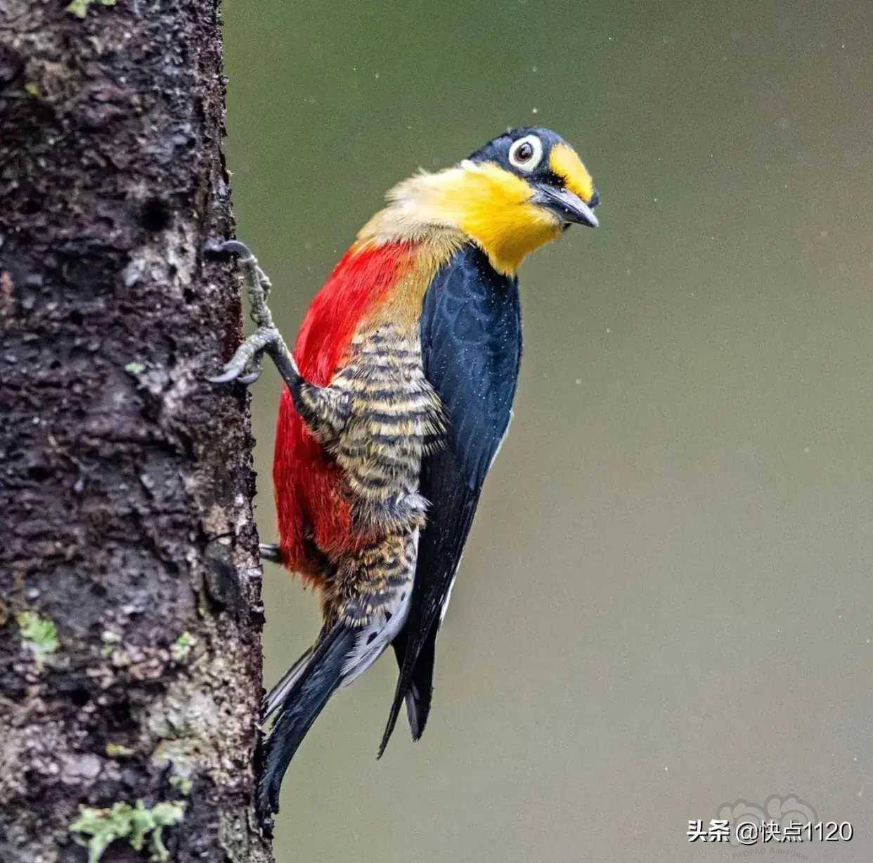 动物世界黄额啄木鸟