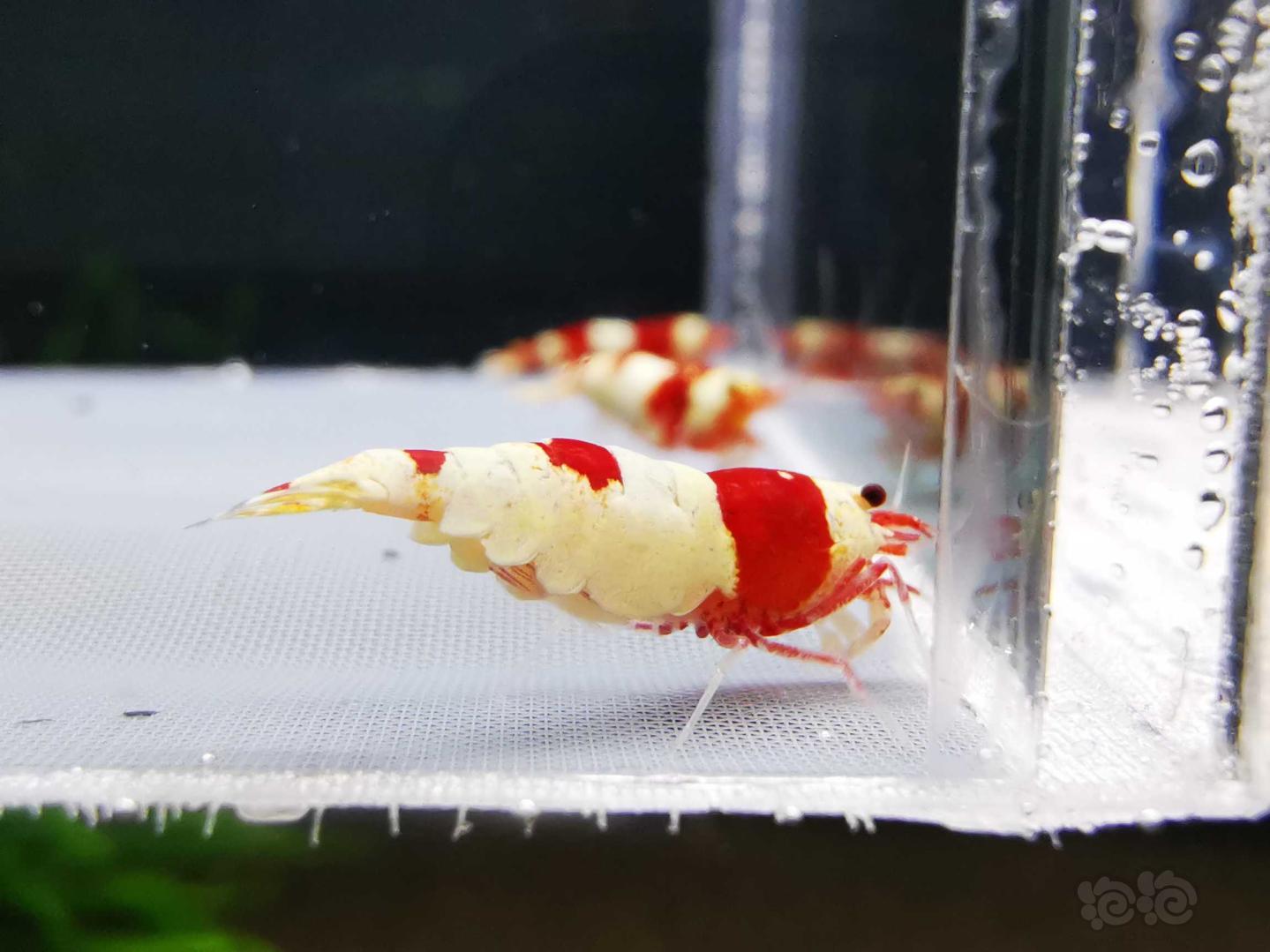【虾】2021-01-21RMB拍卖#红白水晶虾一份3只-图9