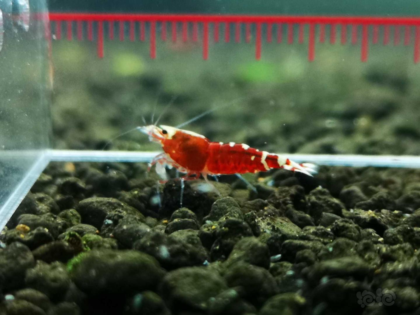 【虾】2021-01-27 # RMB 拍卖玫瑰金幼虾-图4