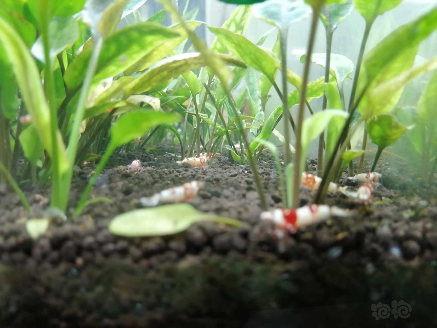 热带雨林里的小虾虾-图1