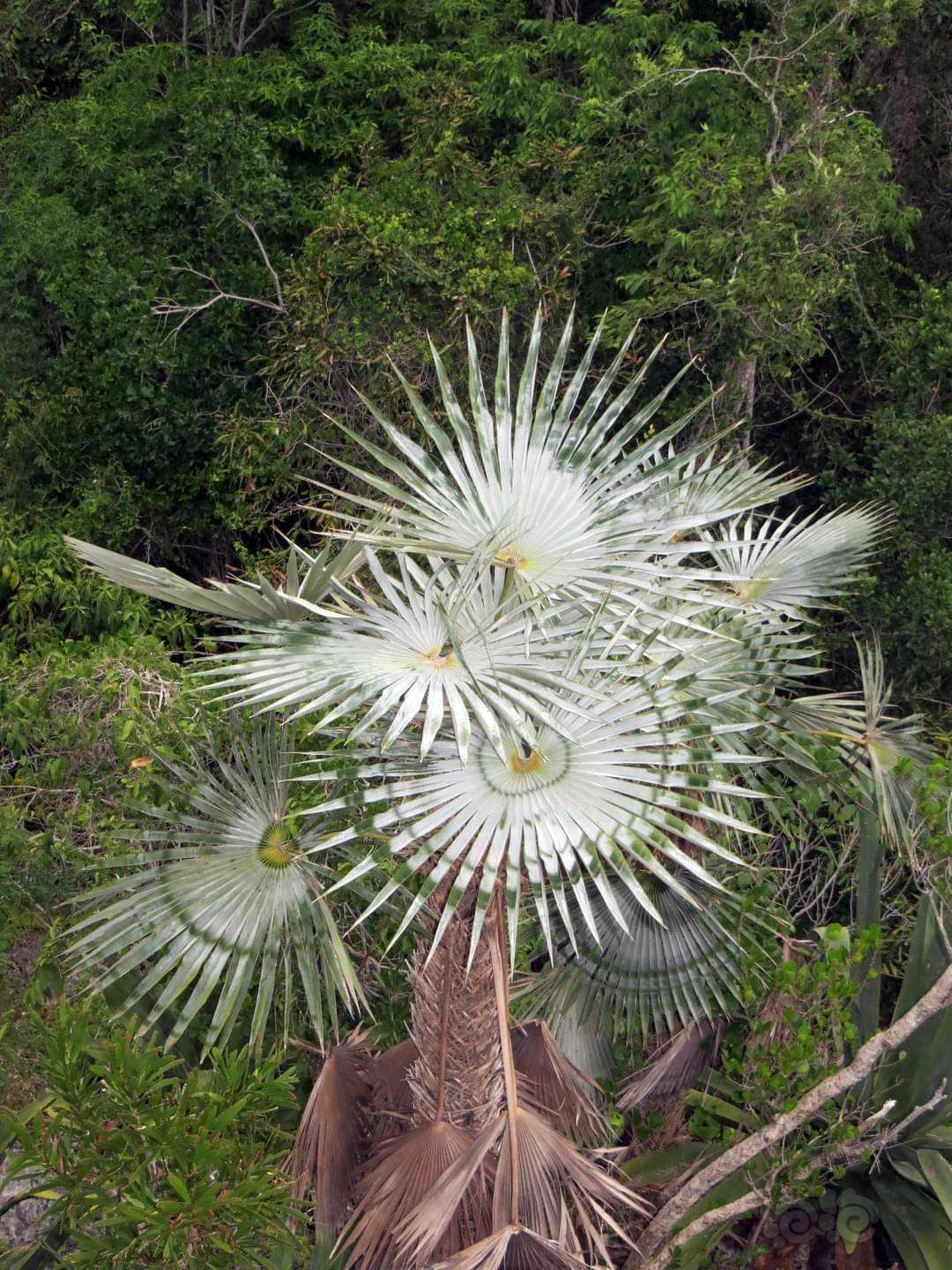 【交流】Coccothrinax salvatoris棕榈-图9