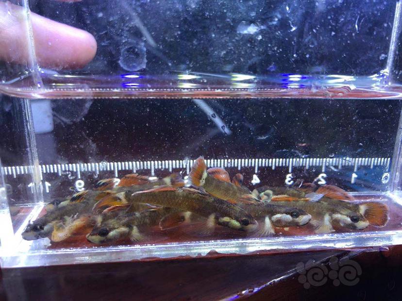 【热带鱼】新红吻虾虎，可批发-图3