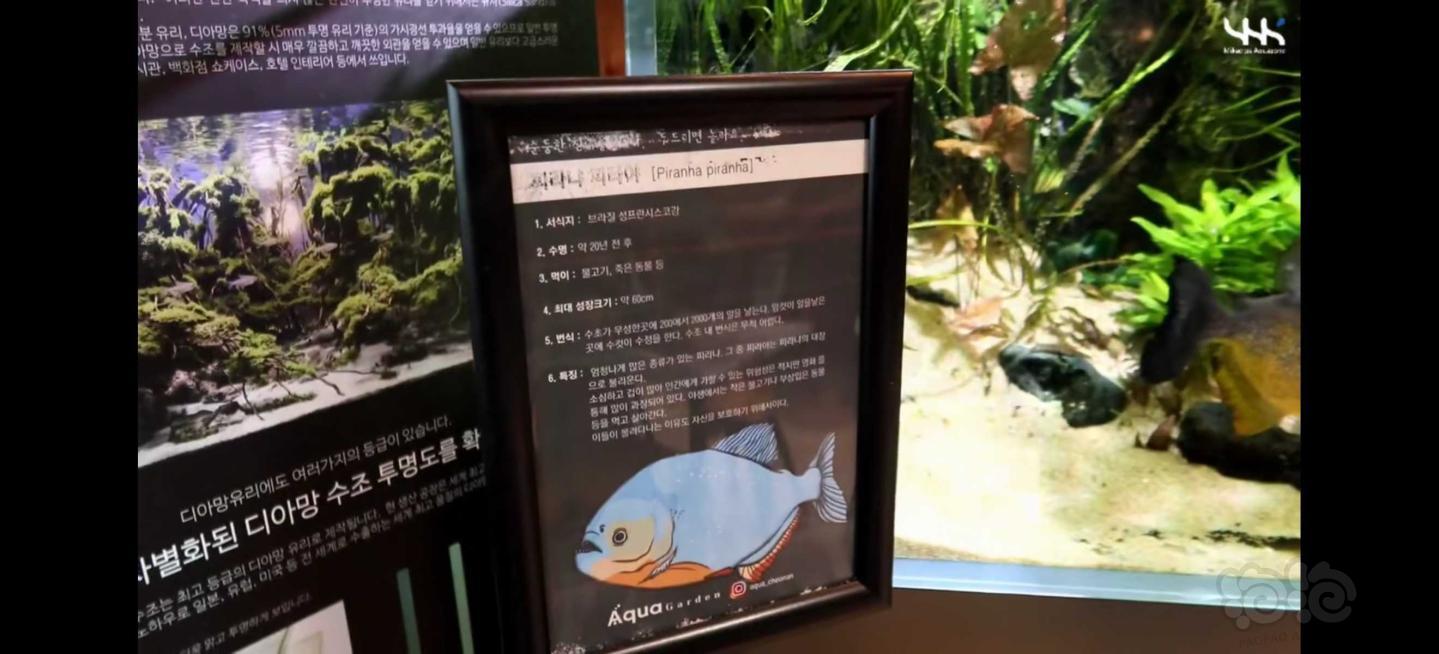 带你们走进韩国天安的aqua parden水族店(一)-图10
