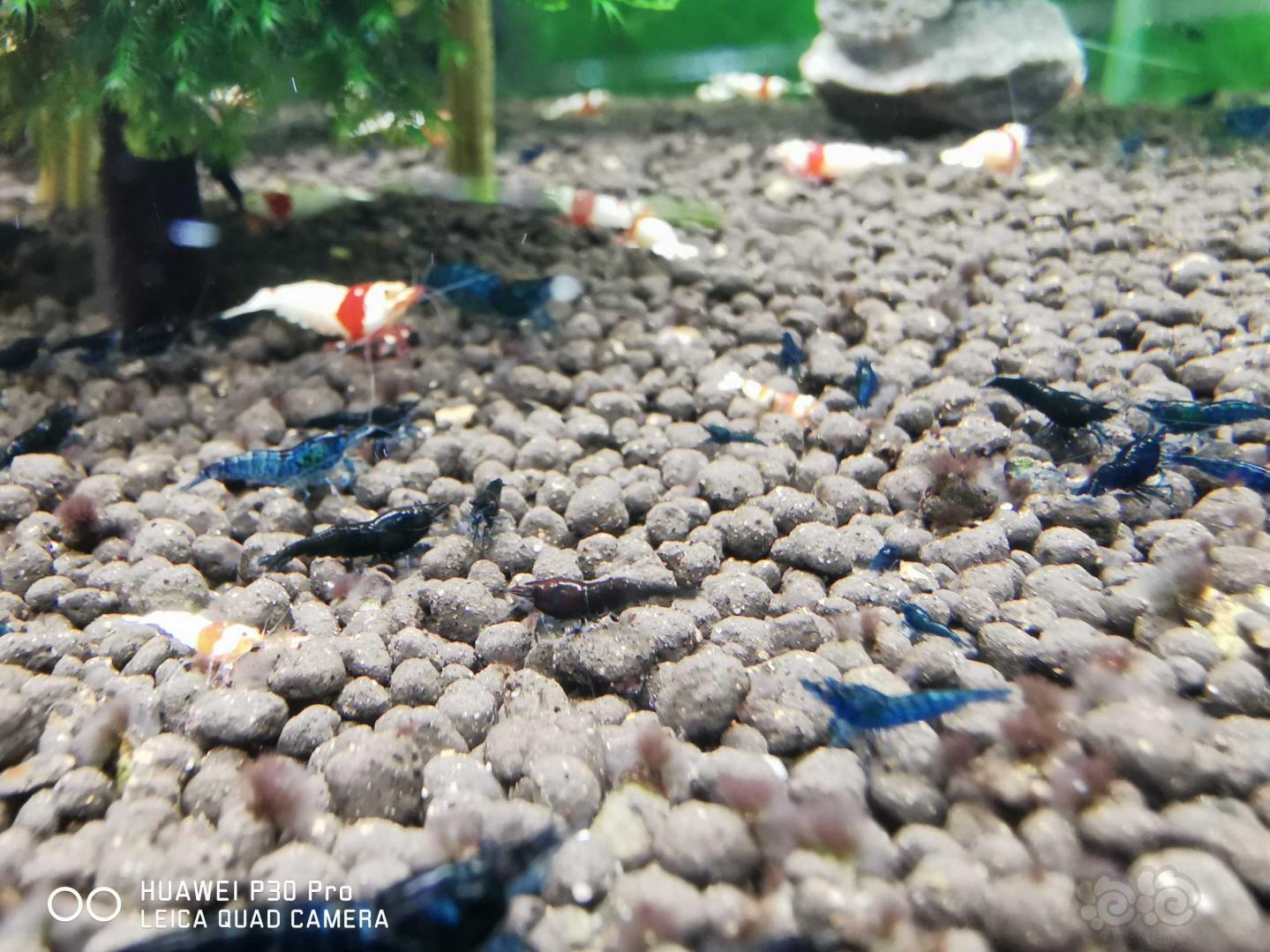 蓝宝石虾下一代颜色变深咖色，是退化了还是变异了？-图1