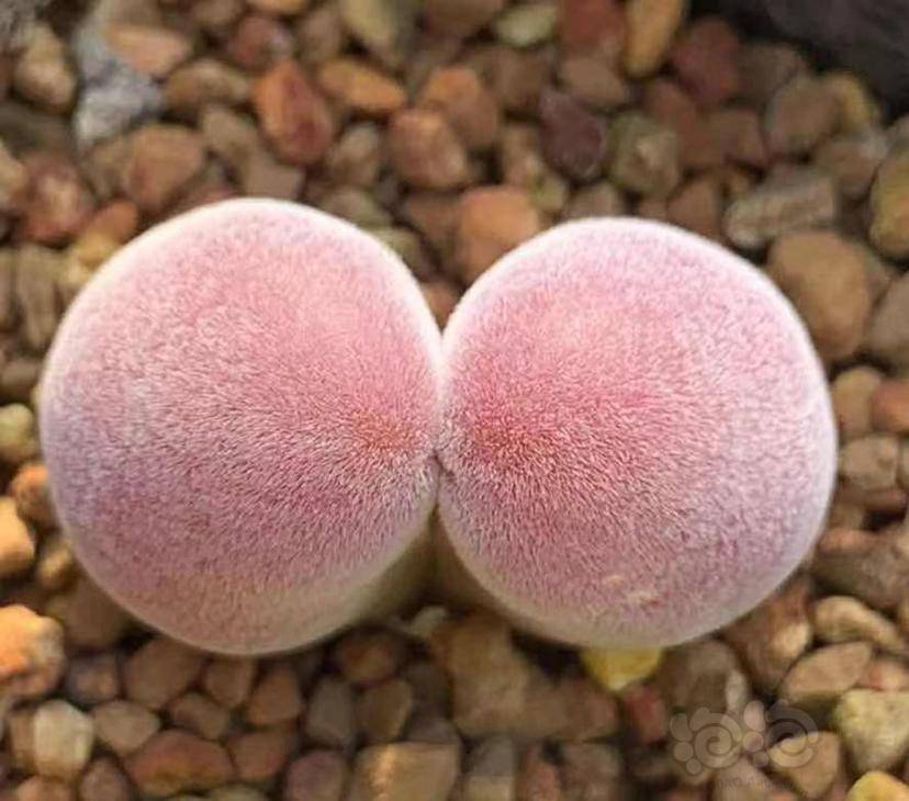 【番杏】传说中的番杏之王"宝辉玉"