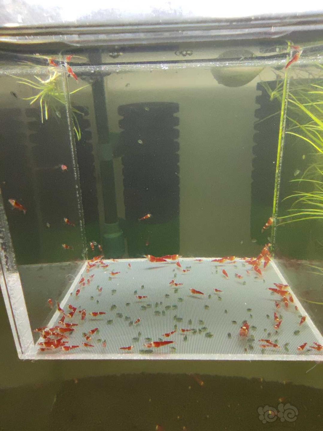 【虾】2021-02-27#RMB拍卖圣诞红索型水晶虾88只-图3