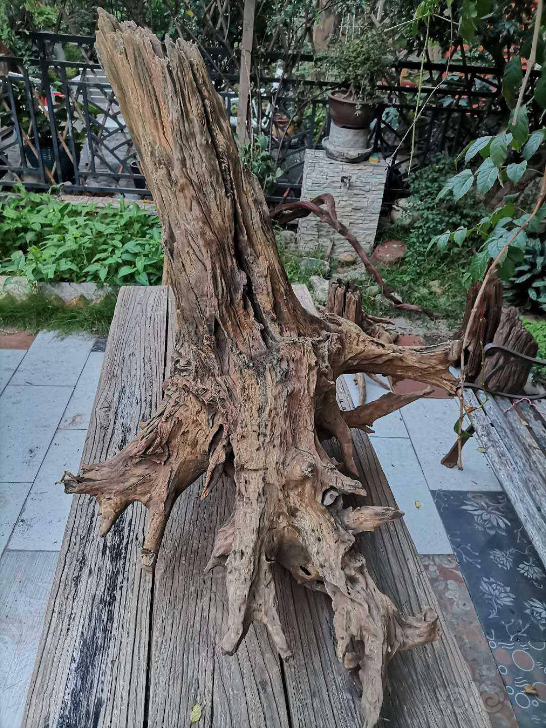 其他出多个锥栗树桩沉木多图