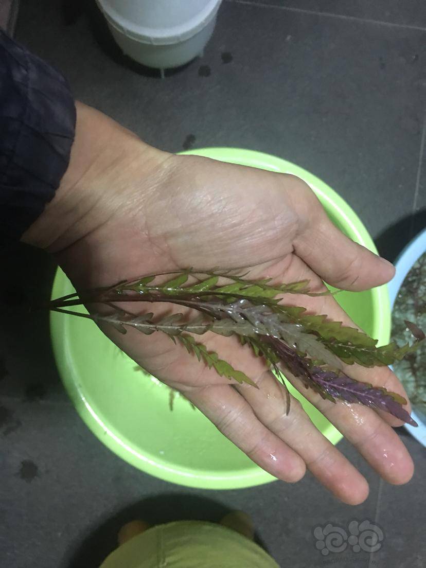出雨裂水蓑衣