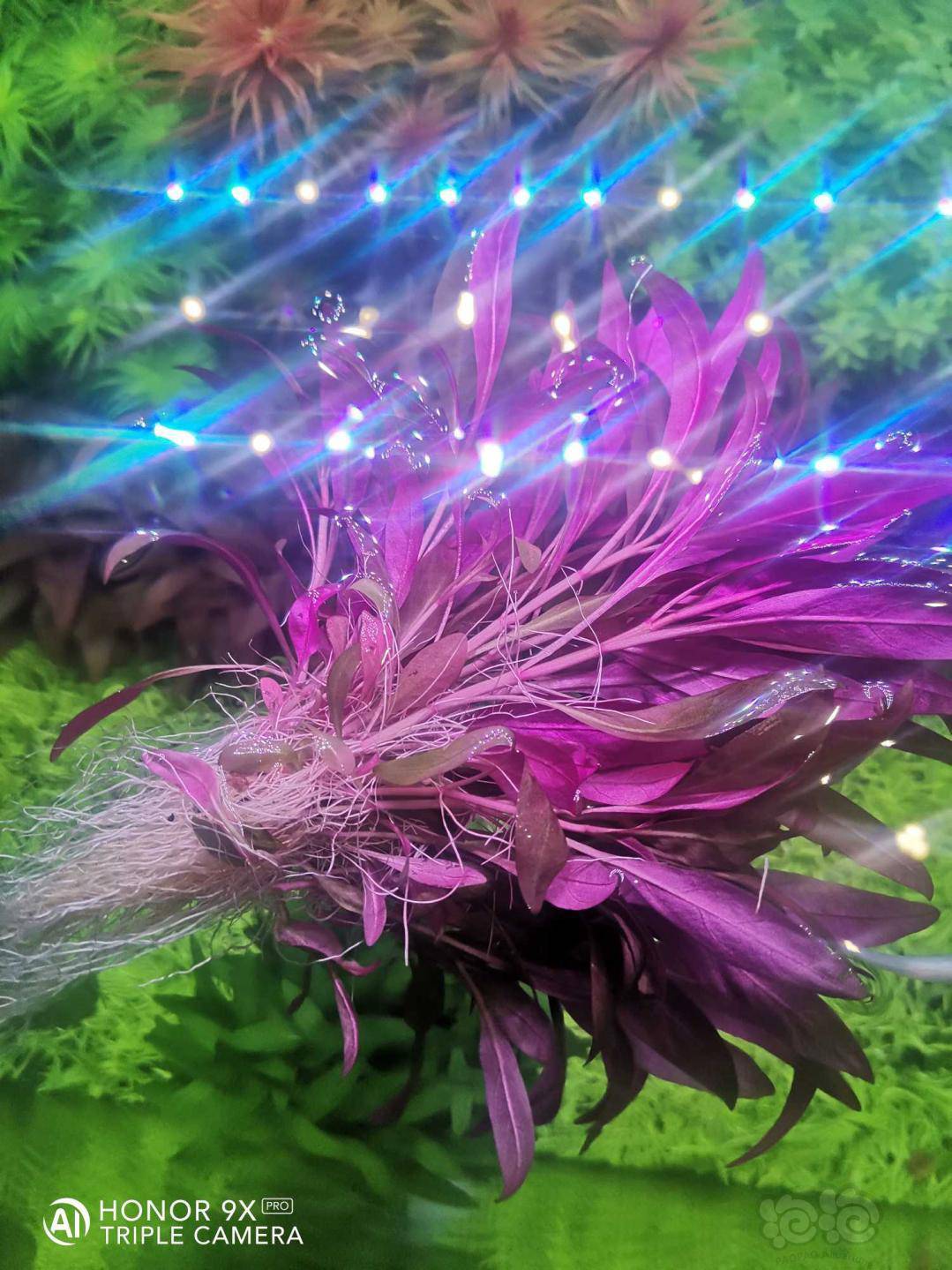 出大量水下带根迷你血心兰