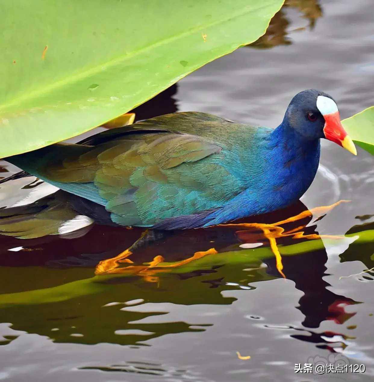 动物世界紫青水鸡