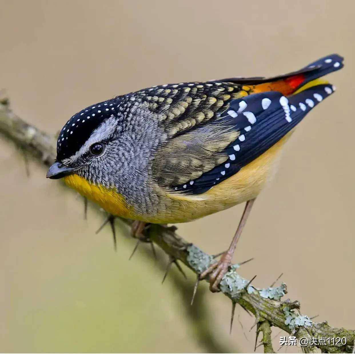 动物世界斑啄果鸟spottedberrypecker