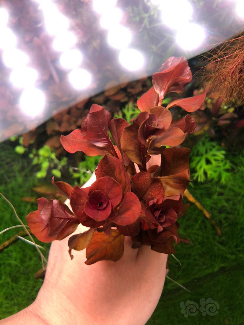 出点红色水草 泡泡水族