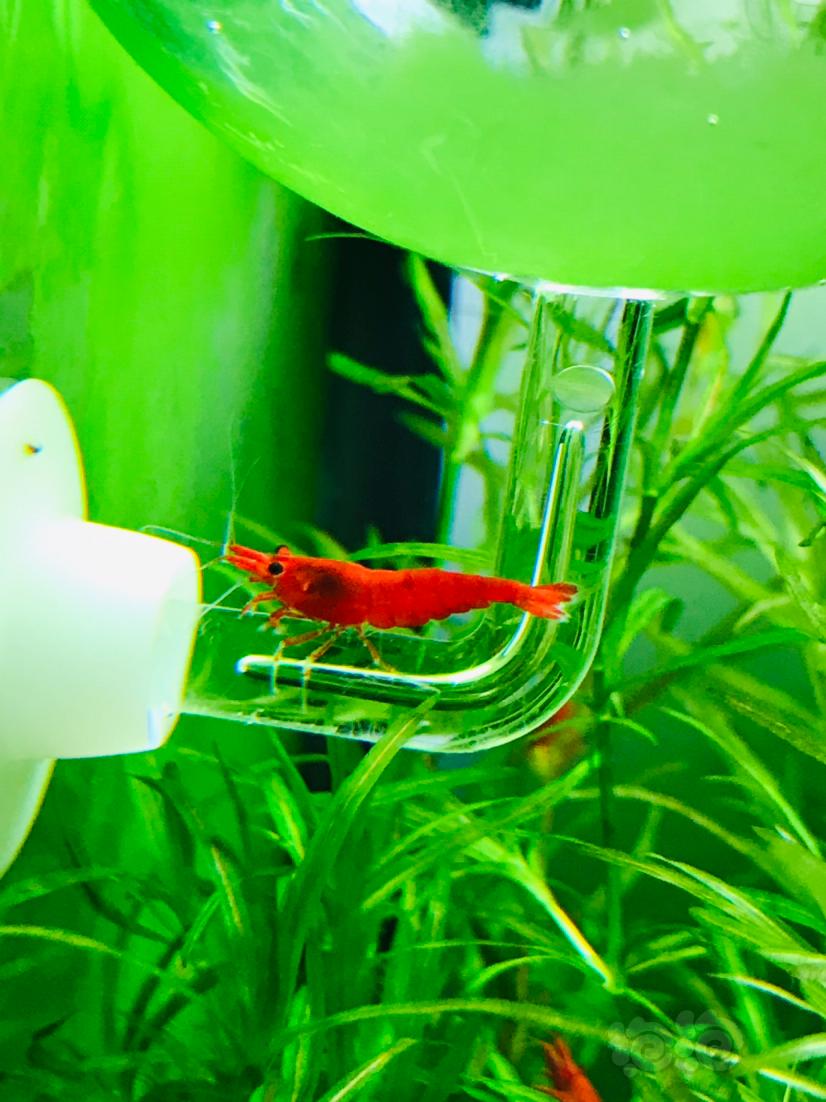 小虾满缸跑红红火火-图5