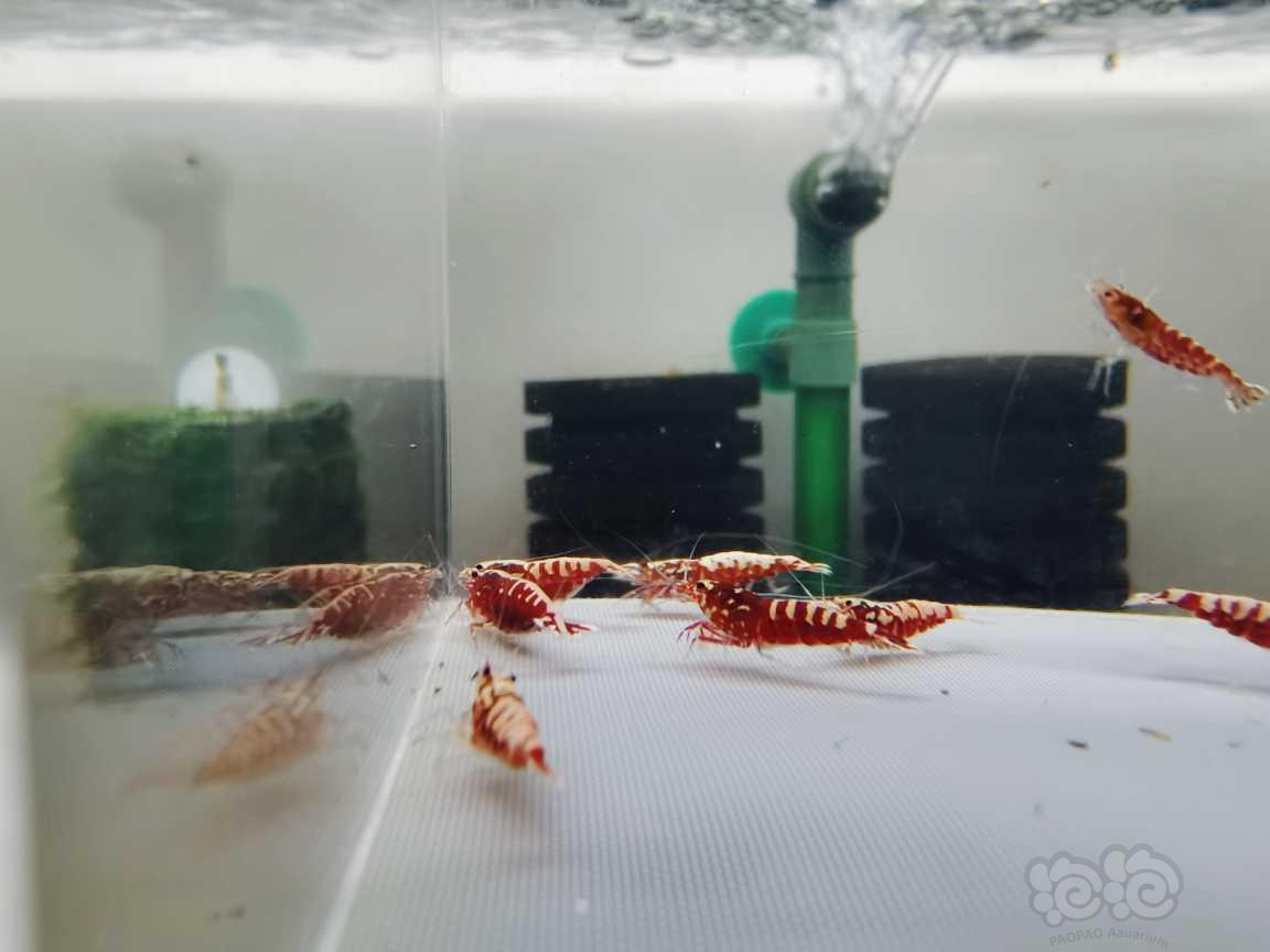 【虾】2021－02－08#RMB拍卖红银河水晶虾淘汰组21只-图3